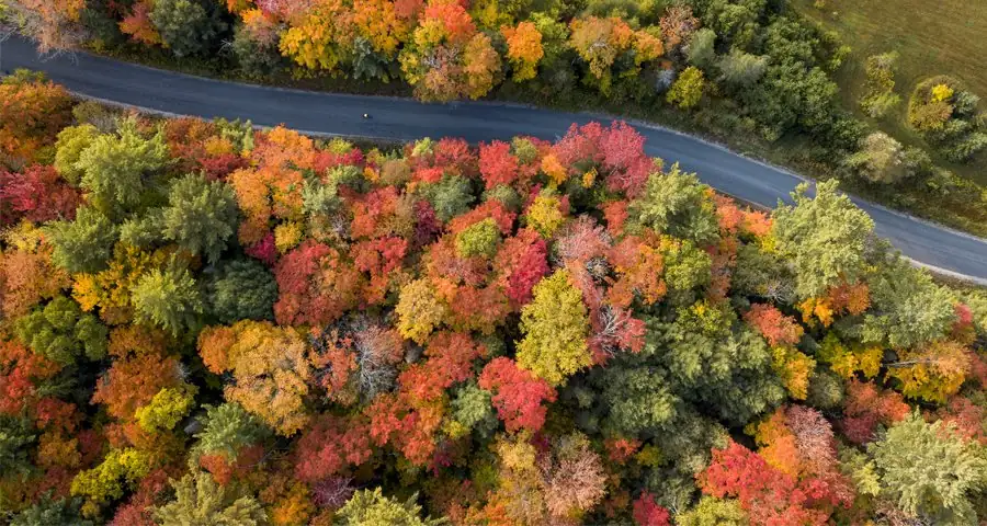 Aerial view of winding road surrounded by vibrant autumn foliage in Algonquin Park