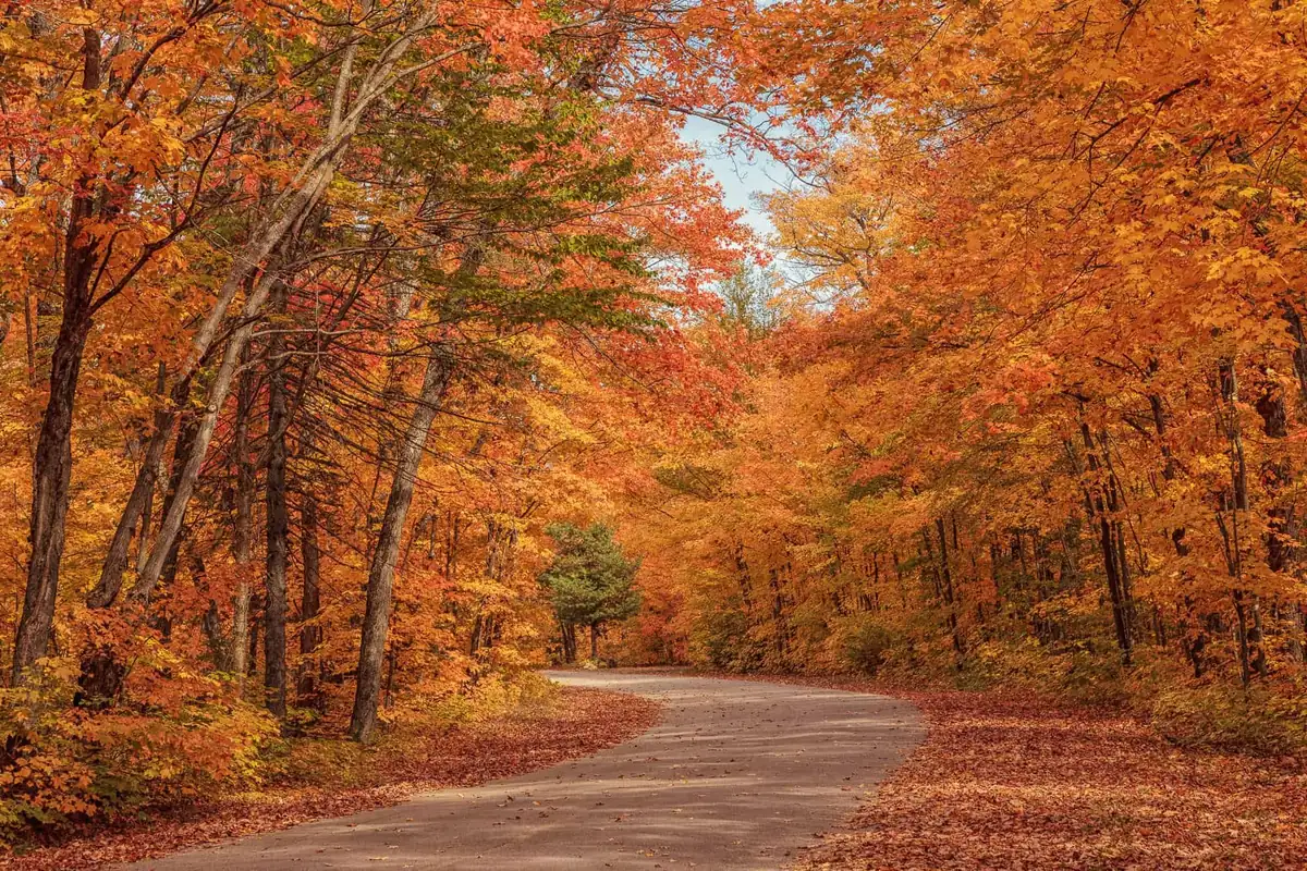 Scenic forest trail in Algonquin Park during peak fall colors