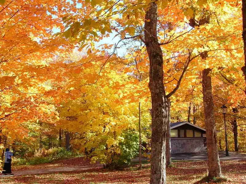 Scenic forest trail in Algonquin Park during peak fall colors