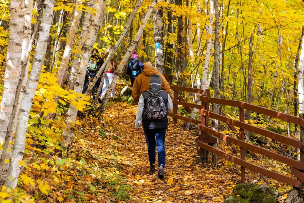 Beautiful hiking trail through Blue Mountain autumn forest showcasing Ontario's natural beauty