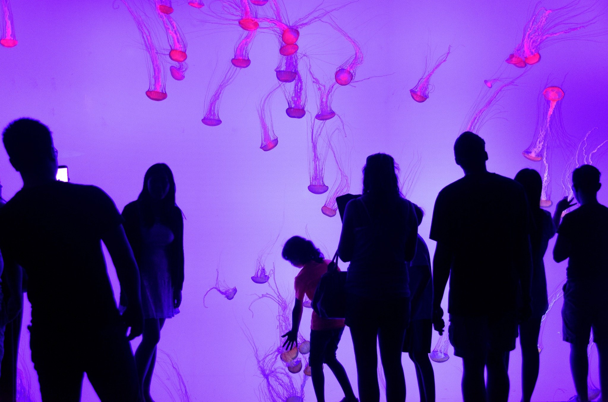 Ripley's Aquarium of Canada jellyfish exhibit with blue lighting
