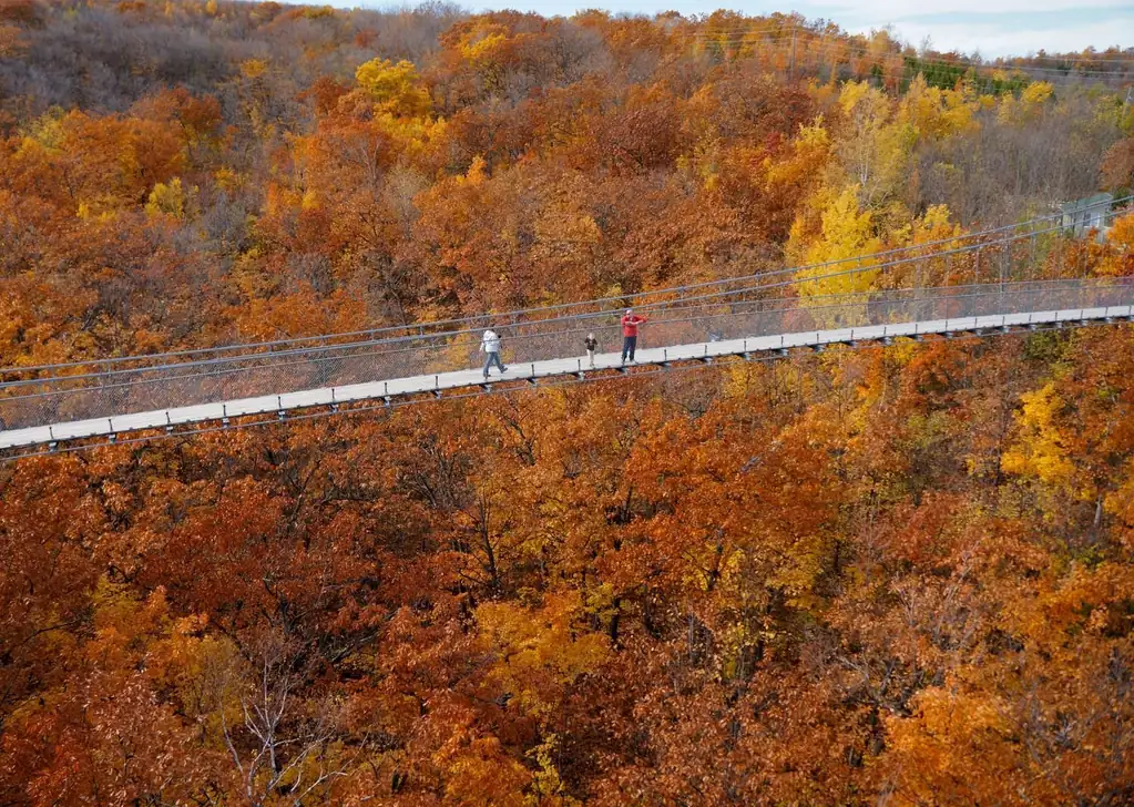 Visitors walking across a scenic suspension bridge surrounded by vibrant autumn colours at Blue Mountain.