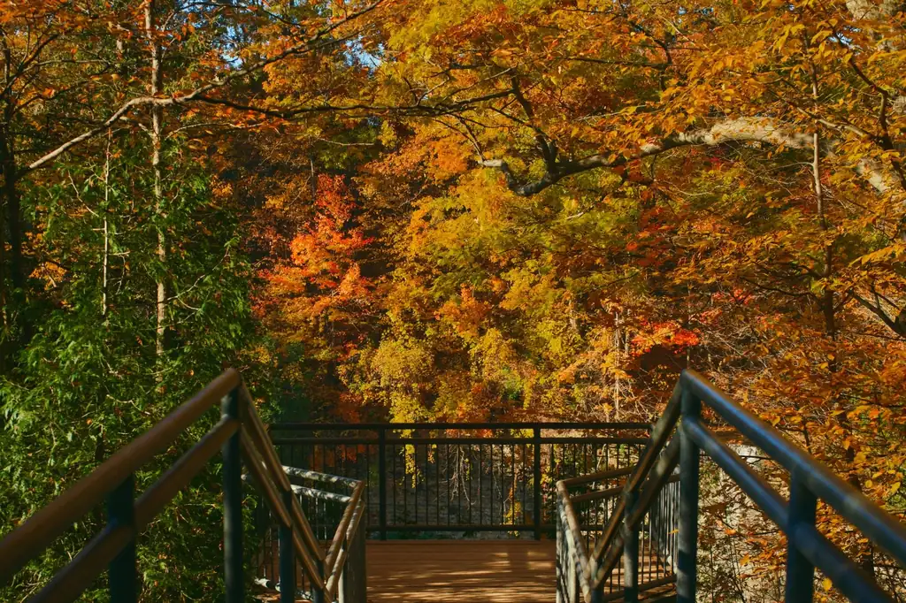 Scenic lookout at Tews Falls surrounded by bright autumn leaves